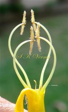  Stamens ( didynamous) and Staminode